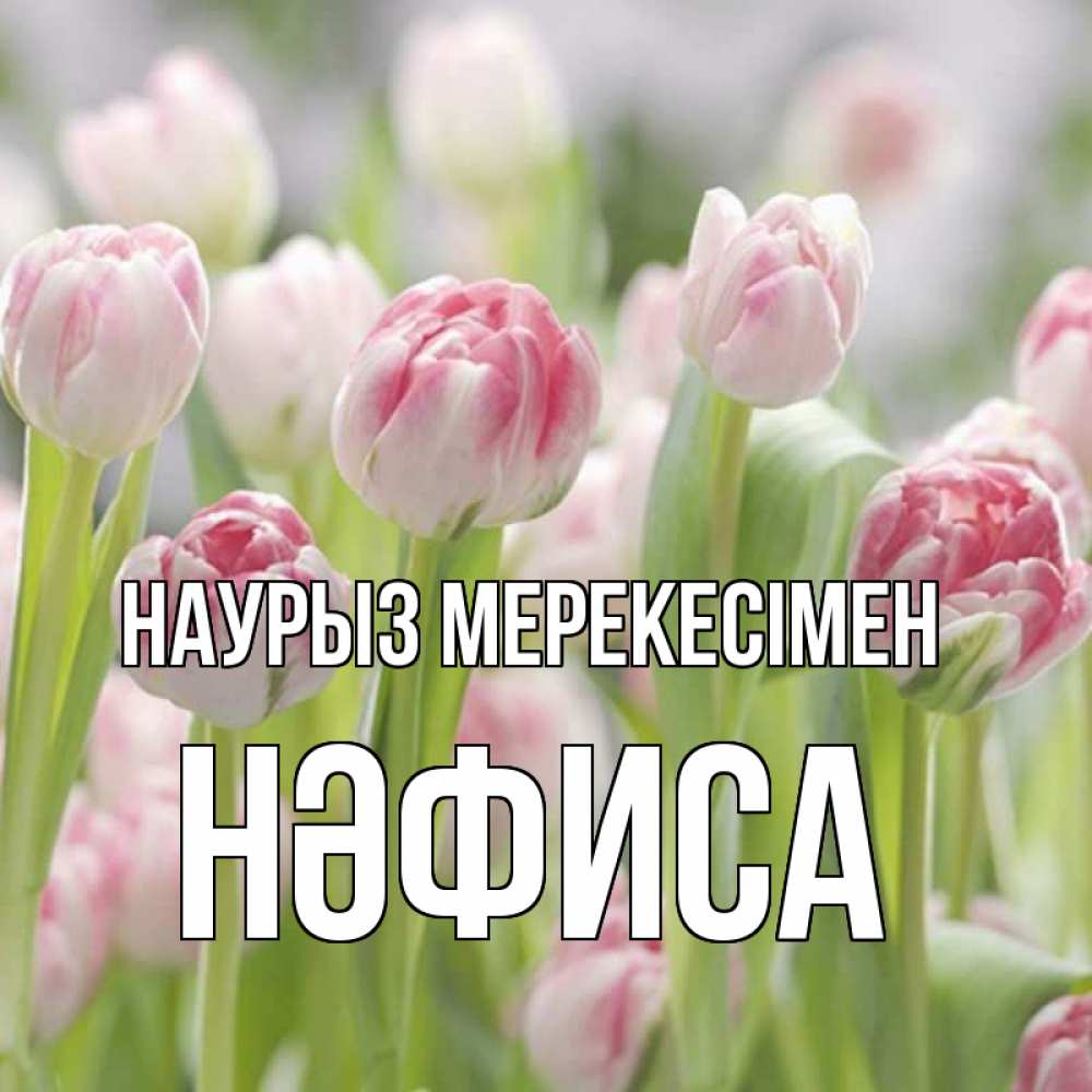 Күн сайын ашық хат с именем, НӘФИСА Наурыз мерекесімен цветы Онлайн тегін жүктеп алу тілектері бар керемет карта 