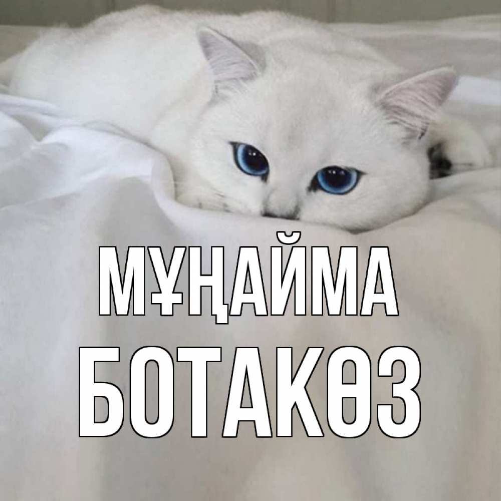 Күн сайын ашық хат с именем, БОТАКӨЗ Мұңайма белый кот с голубыми глазами на белоснежной кровати Онлайн тегін жүктеп алу тілектері бар керемет карта 