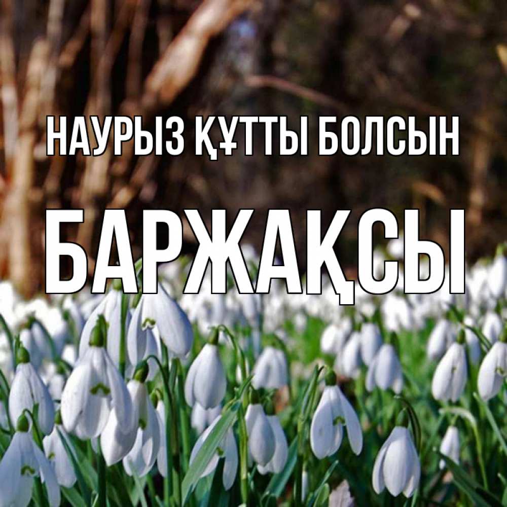 Күн сайын ашық хат с именем, Баржақсы Наурыз құтты болсын с подснежниками 1 Онлайн тегін жүктеп алу тілектері бар керемет карта 