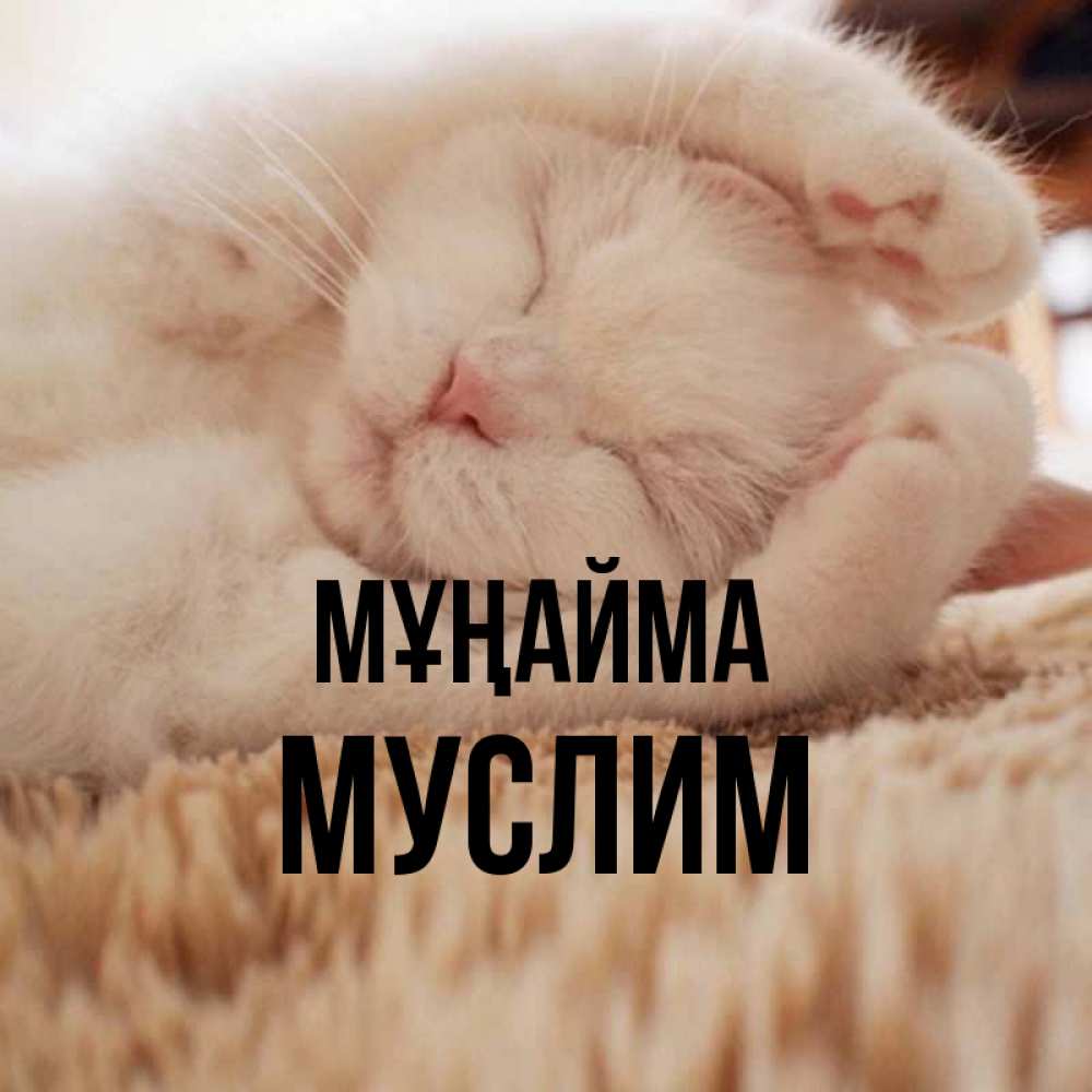Күн сайын ашық хат с именем, Муслим Мұңайма Котенок спит Онлайн тегін жүктеп алу тілектері бар керемет карта 