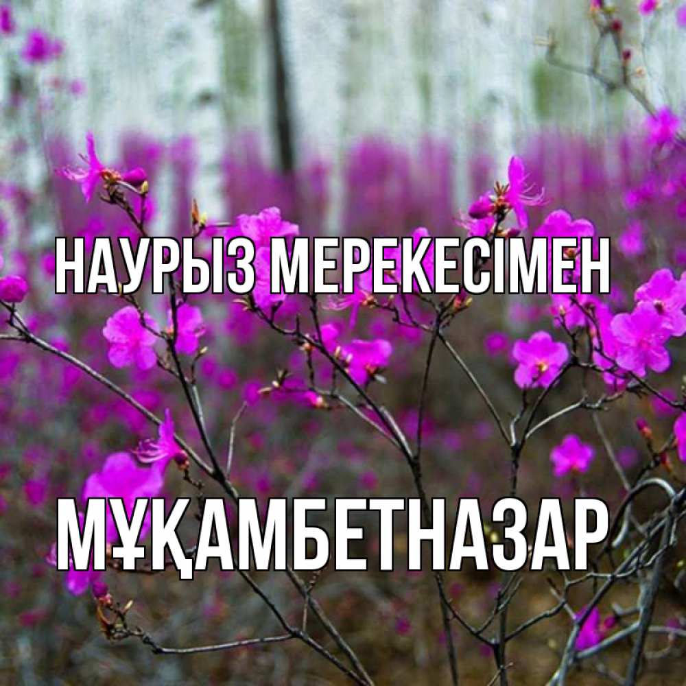 Күн сайын ашық хат с именем, Мұқамбетназар Наурыз мерекесімен дикие цветы Онлайн тегін жүктеп алу тілектері бар керемет карта 