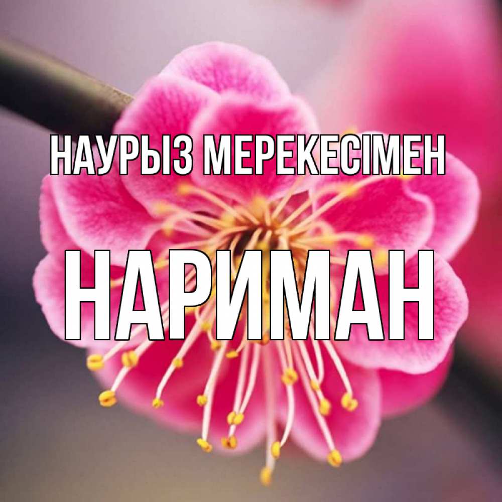 Күн сайын ашық хат с именем, НАРИМАН Наурыз мерекесімен цветы Онлайн тегін жүктеп алу тілектері бар керемет карта 