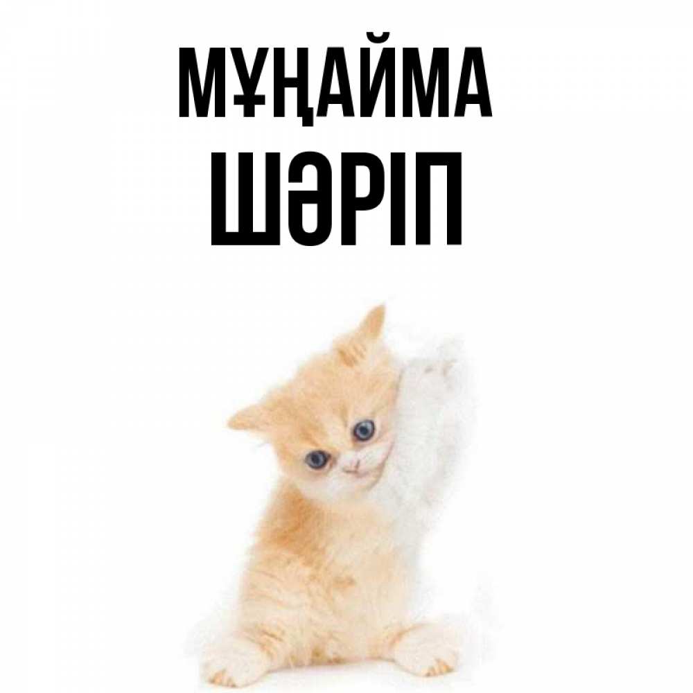 Күн сайын ашық хат с именем, ШӘРІП Мұңайма просящий кот Онлайн тегін жүктеп алу тілектері бар керемет карта 