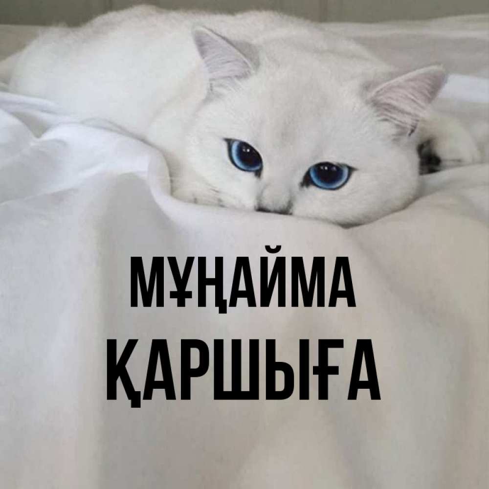 Күн сайын ашық хат с именем, Қаршыға Мұңайма Голубоглазая кошка Онлайн тегін жүктеп алу тілектері бар керемет карта 