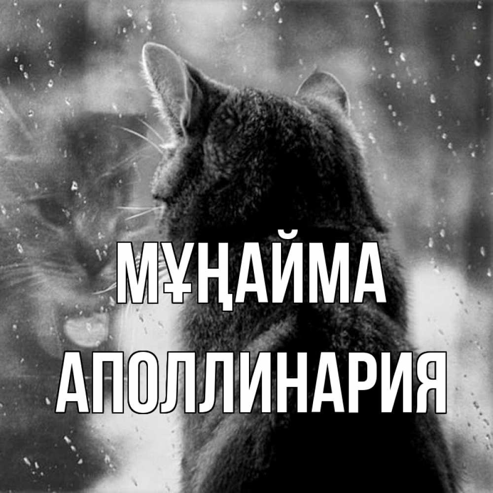 Күн сайын ашық хат с именем, Аполлинария Мұңайма отражение кота 1 Онлайн тегін жүктеп алу тілектері бар керемет карта 