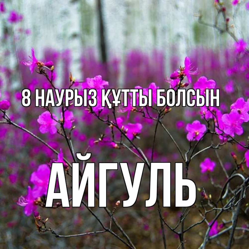 Күн сайын ашық хат с именем, Айгуль 8 наурыз құтты болсын дикие цветы Онлайн тегін жүктеп алу тілектері бар керемет карта 