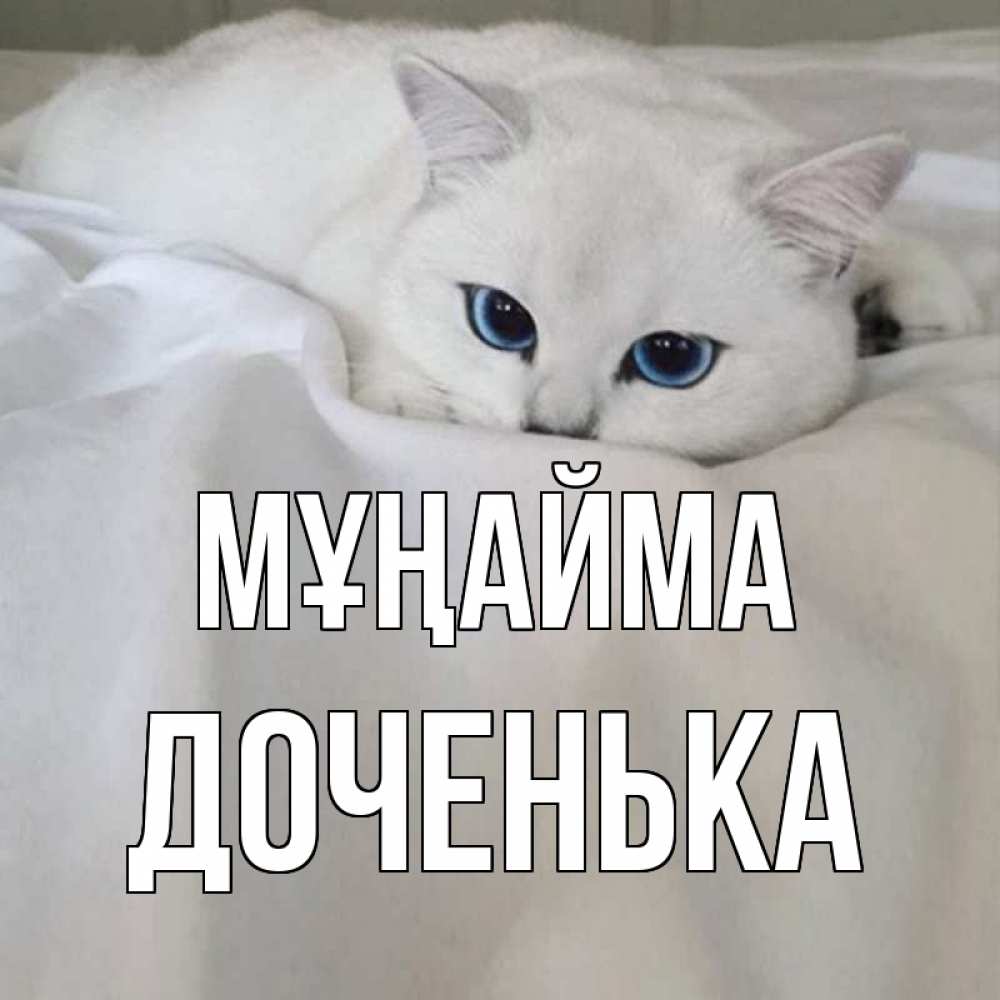 Күн сайын ашық хат с именем, Доченька Мұңайма белый кот с голубыми глазами на белоснежной кровати Онлайн тегін жүктеп алу тілектері бар керемет карта 