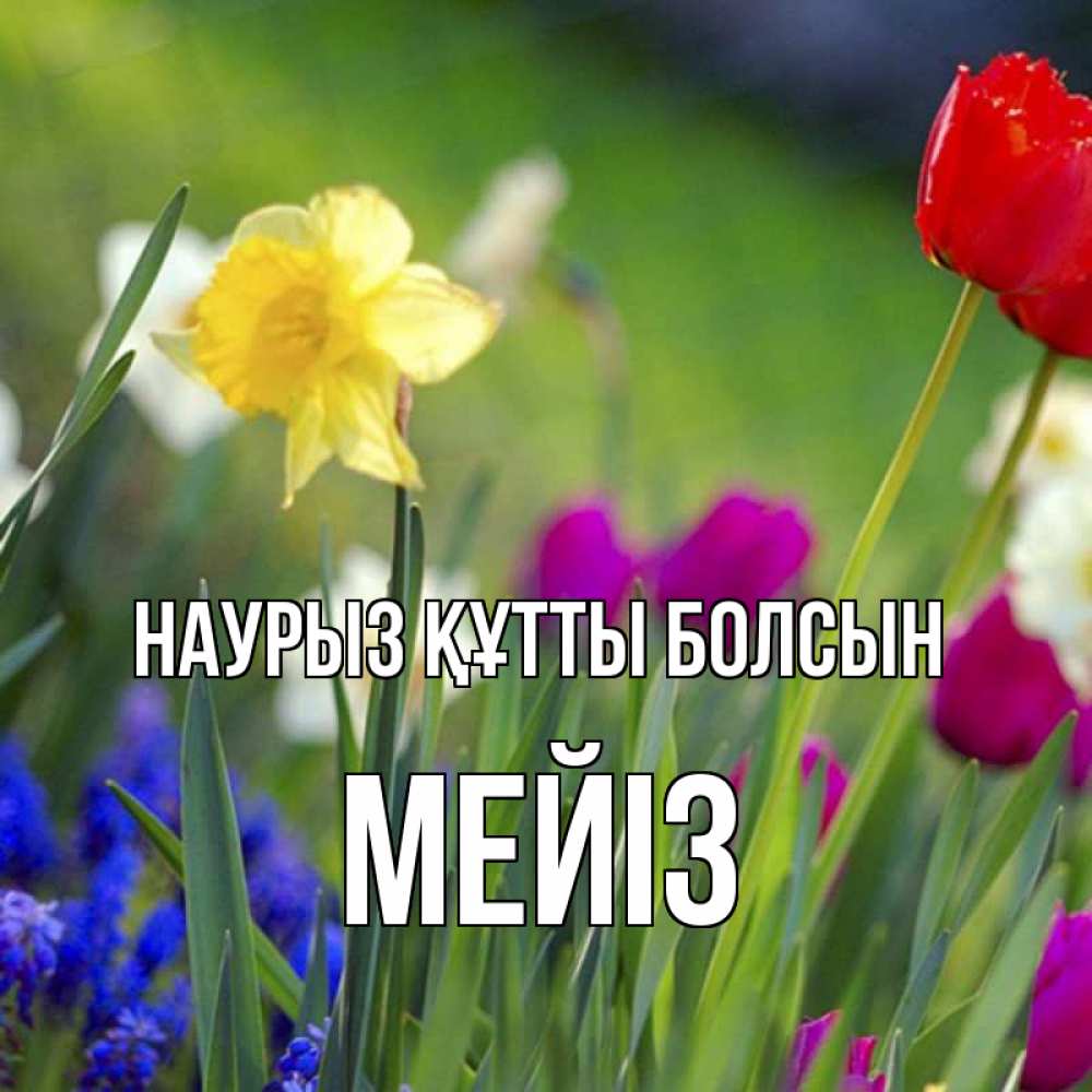 Күн сайын ашық хат с именем, МЕЙІЗ Наурыз құтты болсын наурыз  3 открытки Онлайн тегін жүктеп алу тілектері бар керемет карта 