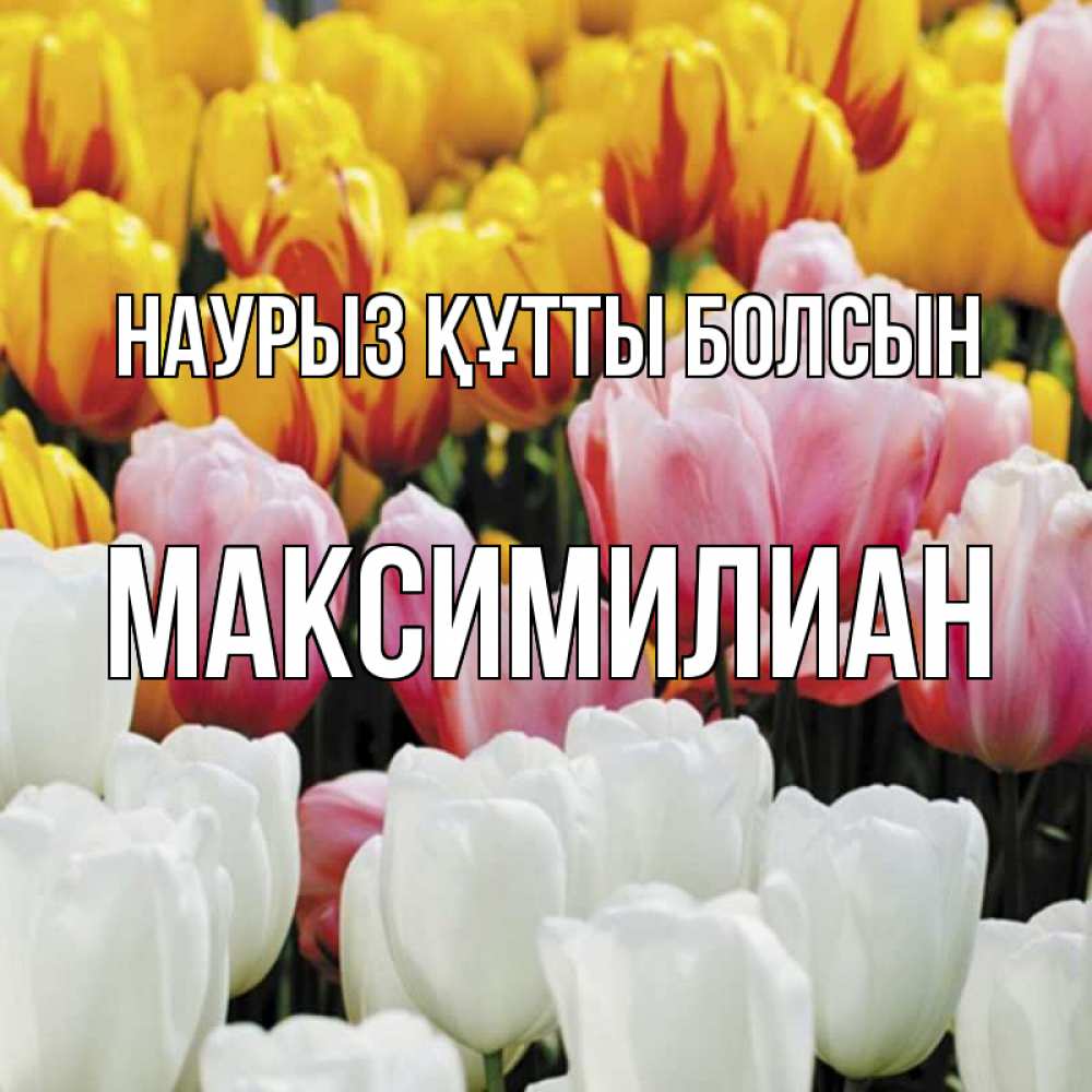 Күн сайын ашық хат с именем, Максимилиан Наурыз құтты болсын разноцветные цветы Онлайн тегін жүктеп алу тілектері бар керемет карта 