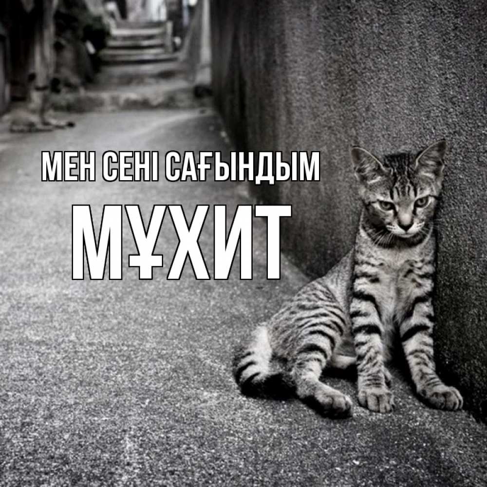 Күн сайын ашық хат с именем, МҰХИТ Мен сені сағындым одиноко котику Онлайн тегін жүктеп алу тілектері бар керемет карта 
