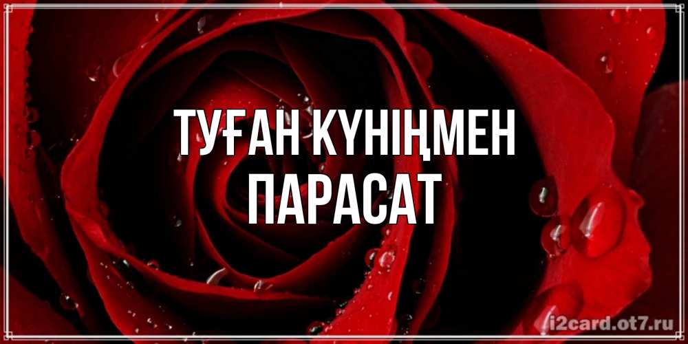 Күн сайын ашық хат с именем, ПАРАСАТ Туған күніңмен крупная бордовая роза Онлайн тегін жүктеп алу тілектері бар керемет карта 