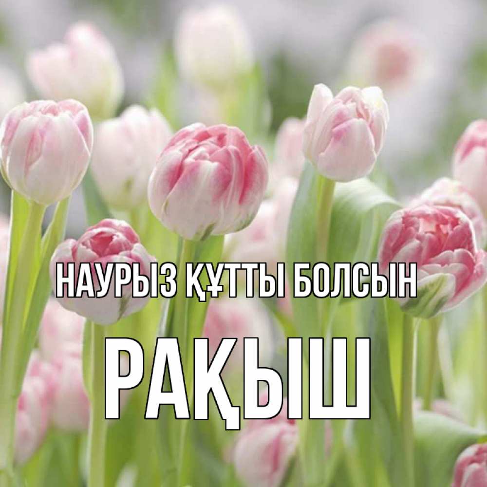 Күн сайын ашық хат с именем, Рақыш Наурыз құтты болсын цветы Онлайн тегін жүктеп алу тілектері бар керемет карта 
