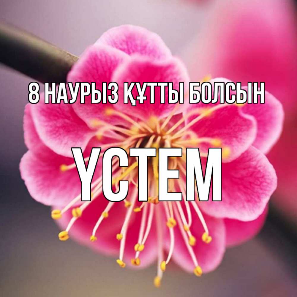 Күн сайын ашық хат с именем, ҮСТЕМ 8 наурыз құтты болсын цветы Онлайн тегін жүктеп алу тілектері бар керемет карта 