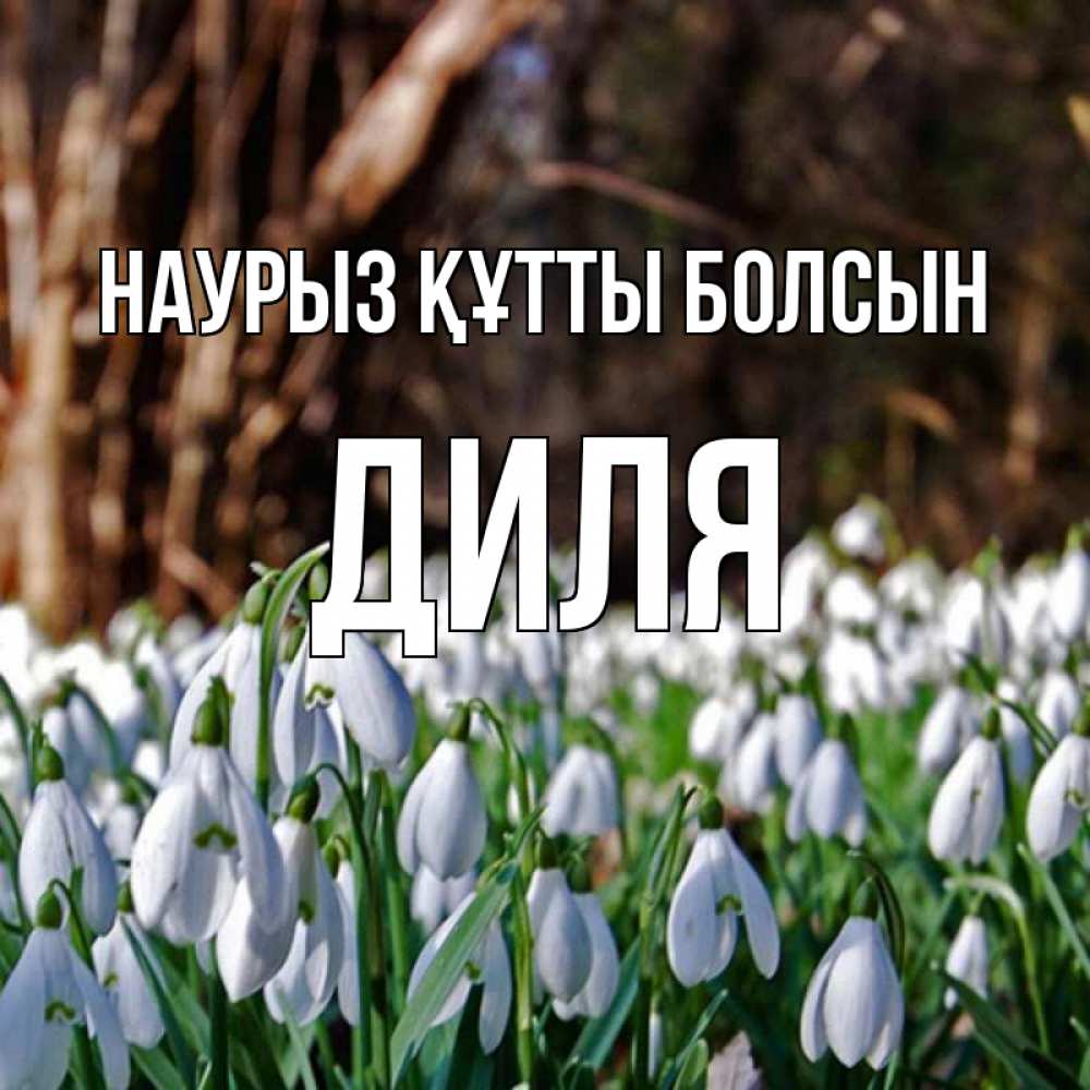 Күн сайын ашық хат с именем, Диля Наурыз құтты болсын с подснежниками 1 Онлайн тегін жүктеп алу тілектері бар керемет карта 