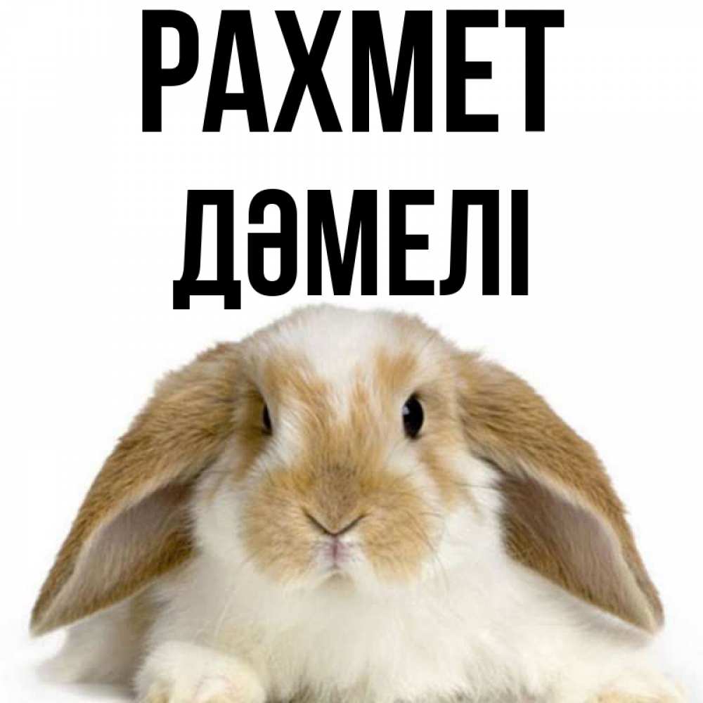 Күн сайын ашық хат с именем, ДӘМЕЛІ рахмет коричнево белый заяц Онлайн тегін жүктеп алу тілектері бар керемет карта 