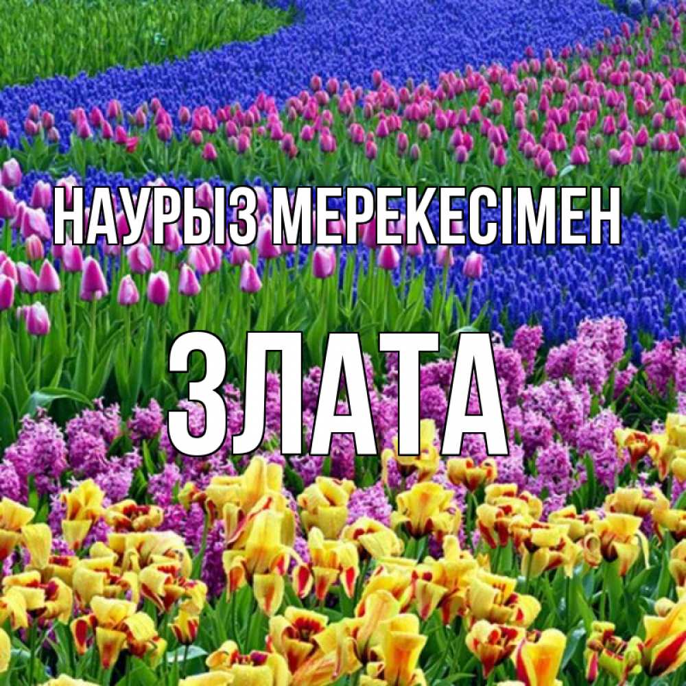 Күн сайын ашық хат с именем, Злата Наурыз мерекесімен цветы Онлайн тегін жүктеп алу тілектері бар керемет карта 