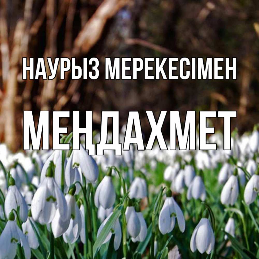 Күн сайын ашық хат с именем, МЕҢДАХМЕТ Наурыз мерекесімен с подснежниками 1 Онлайн тегін жүктеп алу тілектері бар керемет карта 