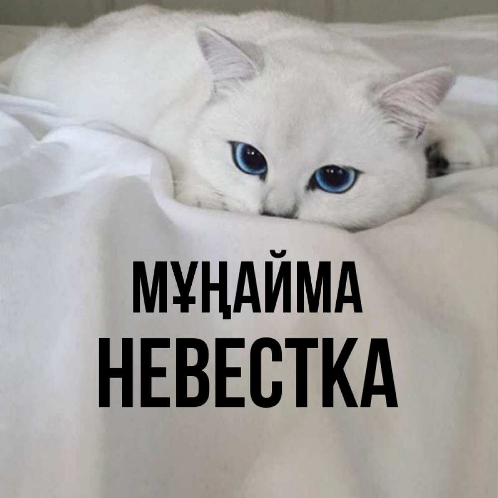 Күн сайын ашық хат с именем, Невестка Мұңайма Голубоглазая кошка Онлайн тегін жүктеп алу тілектері бар керемет карта 