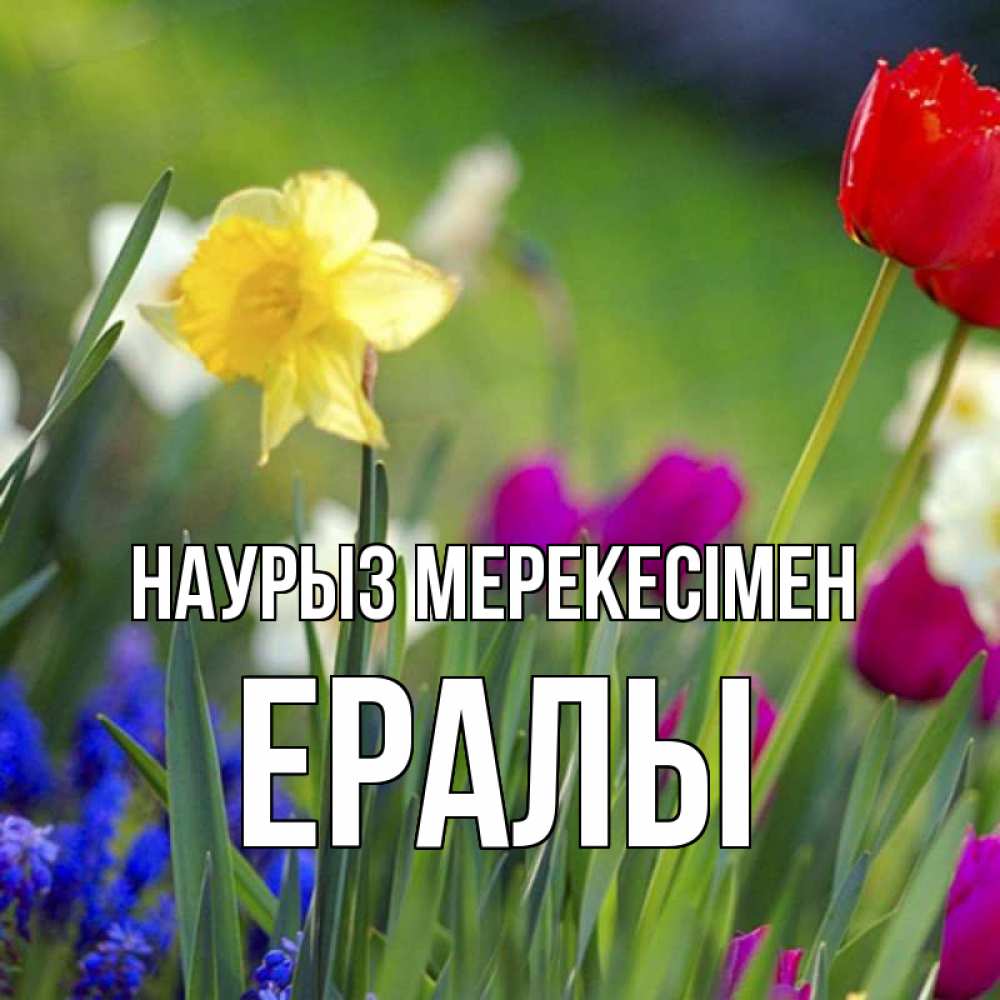 Күн сайын ашық хат с именем, Ералы Наурыз мерекесімен праздник весны наурыз 3 Онлайн тегін жүктеп алу тілектері бар керемет карта 
