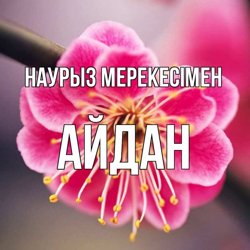 Күн сайын ашық хат с именем, Айдан Наурыз мерекесімен цветы Онлайн тегін жүктеп алу тілектері бар керемет карта 