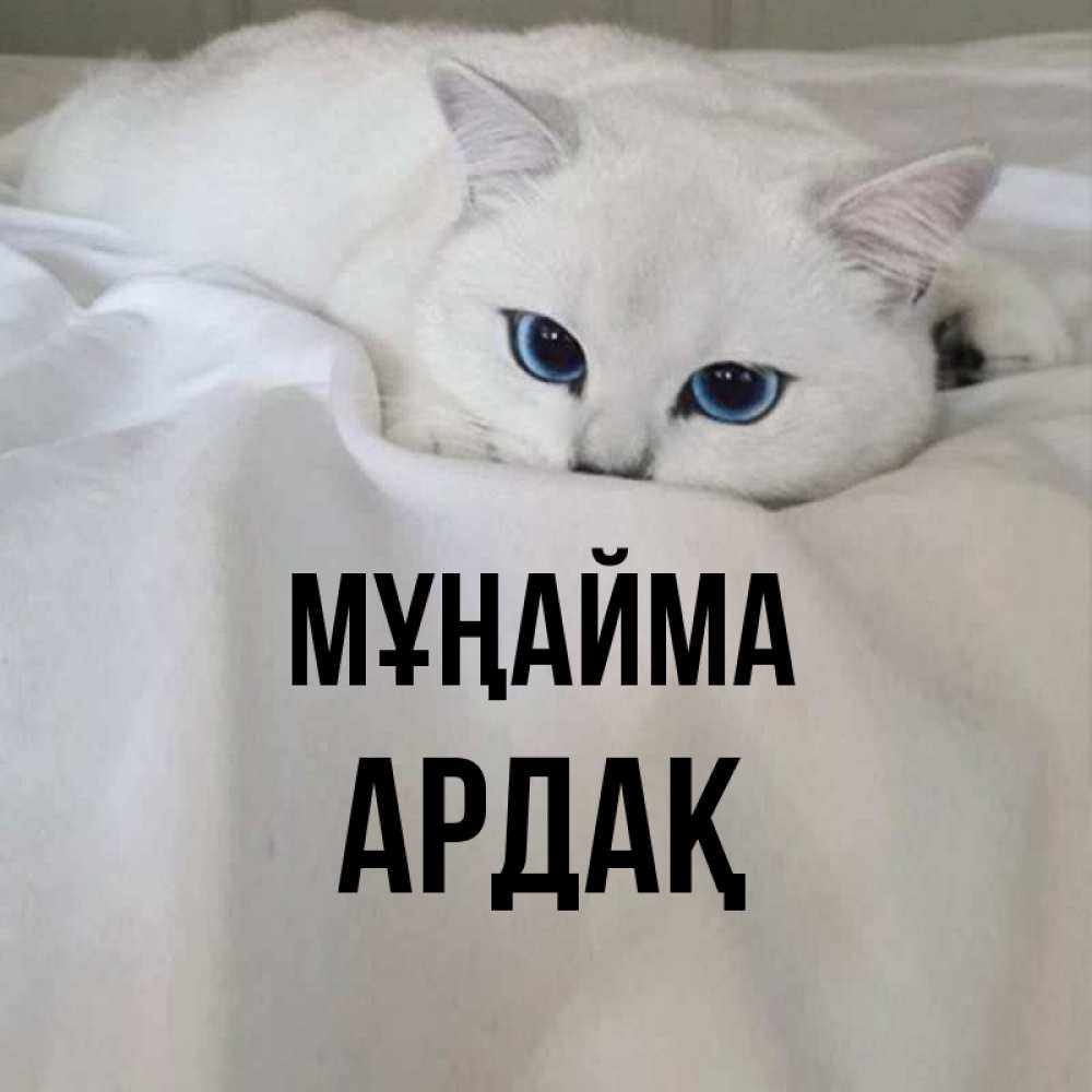 Күн сайын ашық хат с именем, Ардақ Мұңайма Голубоглазая кошка Онлайн тегін жүктеп алу тілектері бар керемет карта 