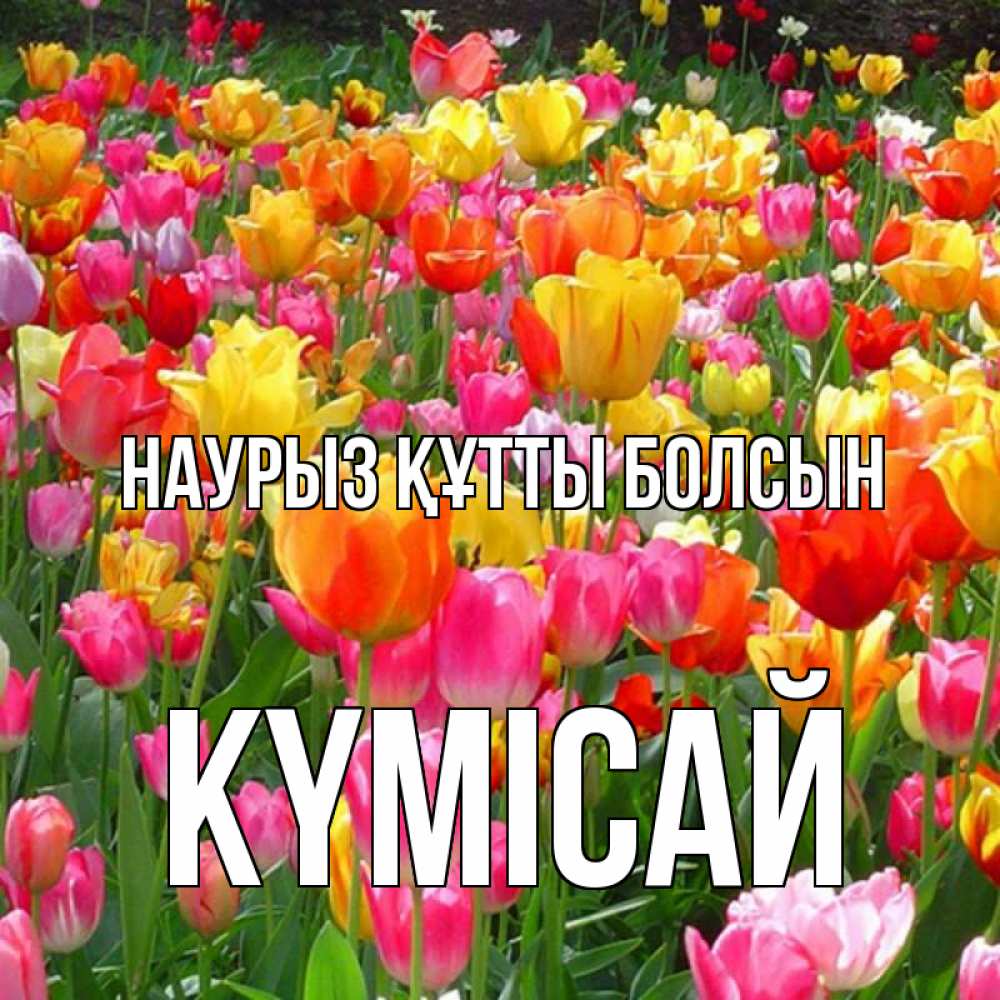 Күн сайын ашық хат с именем, КҮМІСАЙ Наурыз құтты болсын на наурыз  ура ура Онлайн тегін жүктеп алу тілектері бар керемет карта 