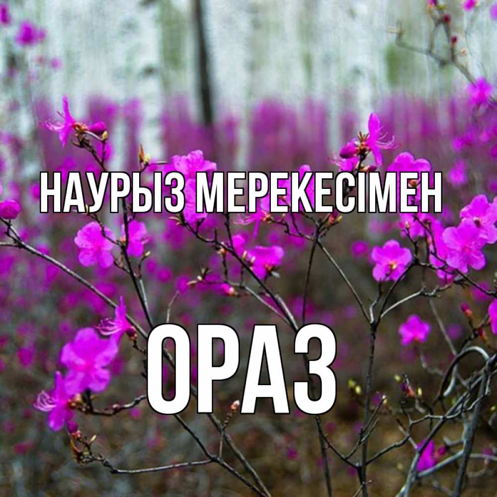 Күн сайын ашық хат с именем, ОРАЗ Наурыз мерекесімен дикие цветы Онлайн тегін жүктеп алу тілектері бар керемет карта 