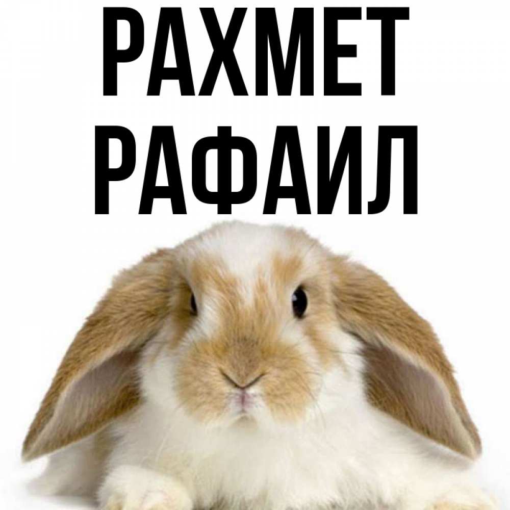 Күн сайын ашық хат с именем, Рафаил рахмет коричнево белый заяц Онлайн тегін жүктеп алу тілектері бар керемет карта 