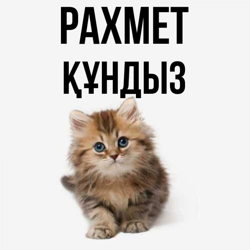 Күн сайын ашық хат с именем, ҚҰНДЫЗ рахмет пушистый котик Онлайн тегін жүктеп алу тілектері бар керемет карта 