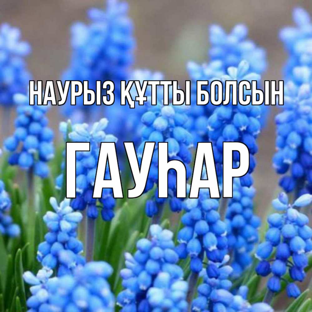 Күн сайын ашық хат с именем, Гауһар Наурыз құтты болсын Поздравительная открытка для женщин с цветами на праздничную дату Онлайн тегін жүктеп алу тілектері бар керемет карта 