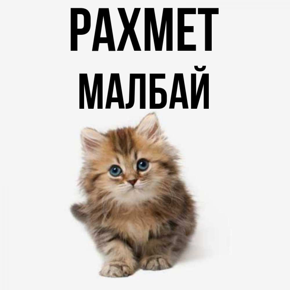 Күн сайын ашық хат с именем, МАЛБАЙ рахмет пушистый котик Онлайн тегін жүктеп алу тілектері бар керемет карта 