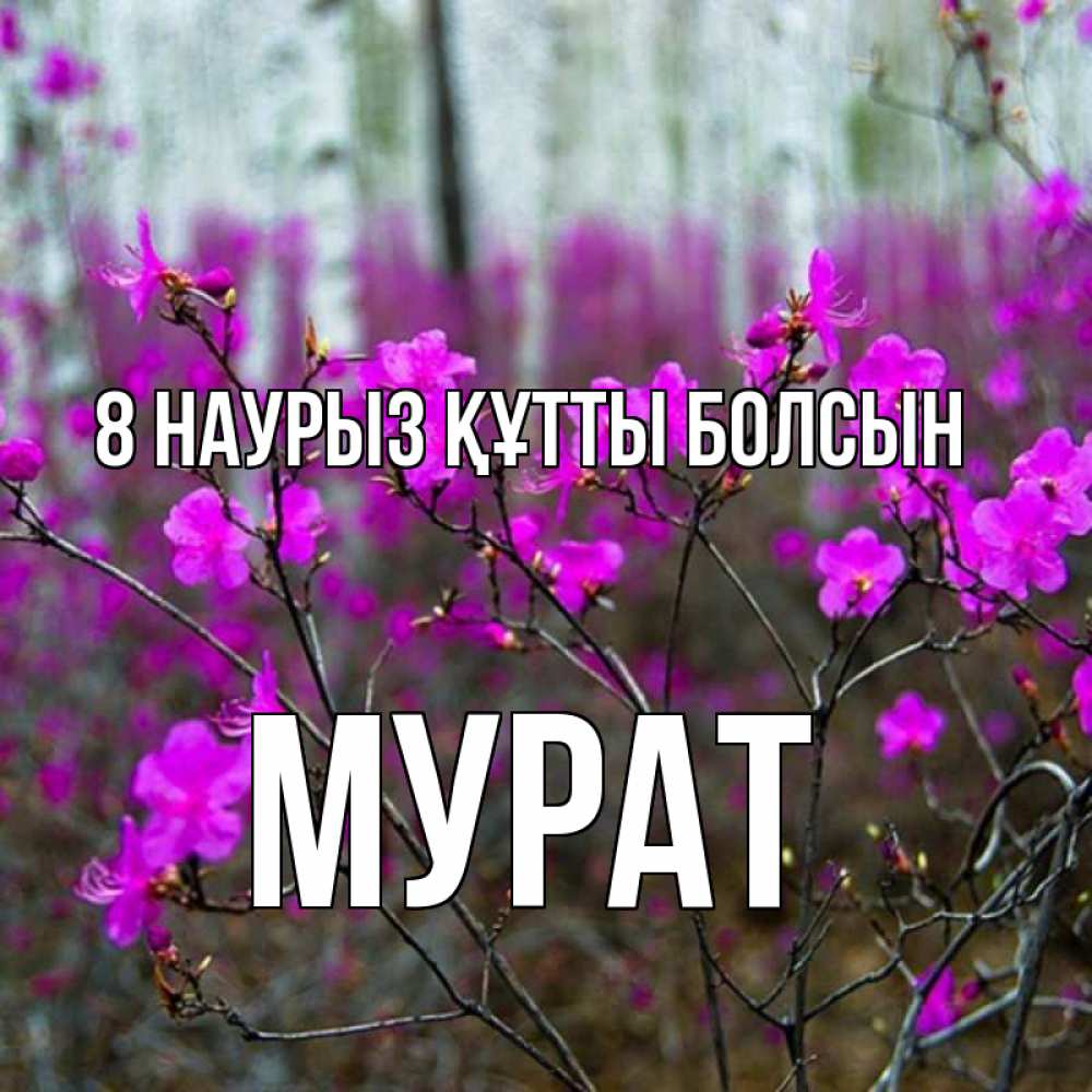 Күн сайын ашық хат с именем, Мурат 8 наурыз құтты болсын дикие цветы Онлайн тегін жүктеп алу тілектері бар керемет карта 