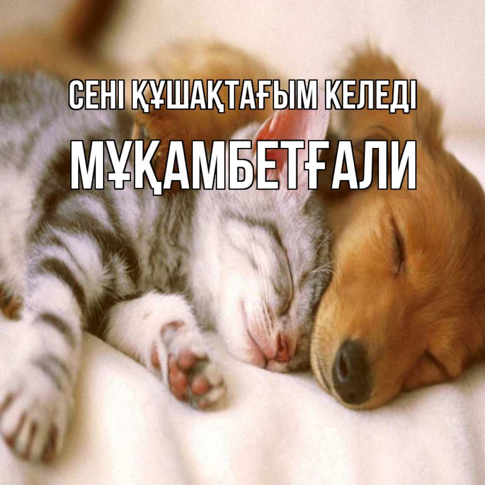 Күн сайын ашық хат с именем, Мұқамбетғали сені құшақтағым келеді пес и котенок Онлайн тегін жүктеп алу тілектері бар керемет карта 