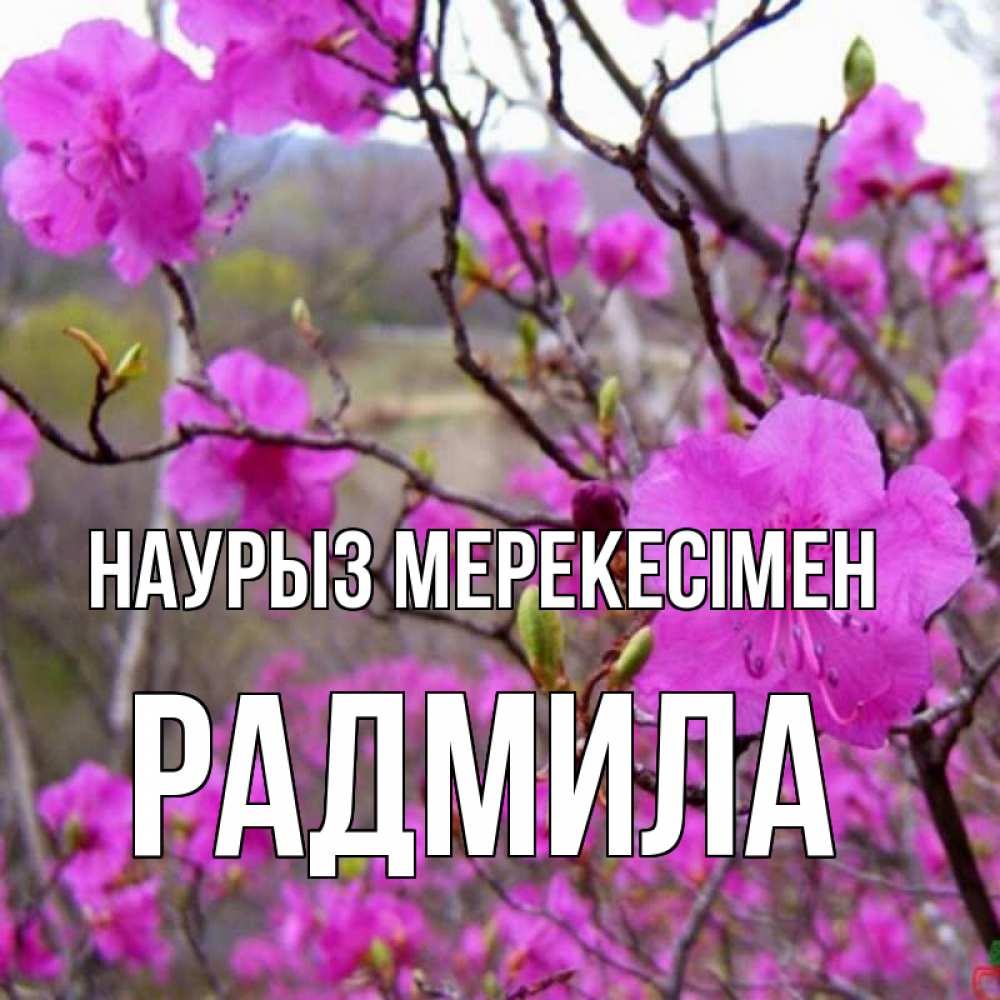 Күн сайын ашық хат с именем, Радмила Наурыз мерекесімен праздник весны наурыз Онлайн тегін жүктеп алу тілектері бар керемет карта 