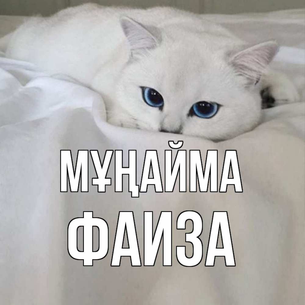 Күн сайын ашық хат с именем, Фаиза Мұңайма белый кот с голубыми глазами на белоснежной кровати Онлайн тегін жүктеп алу тілектері бар керемет карта 