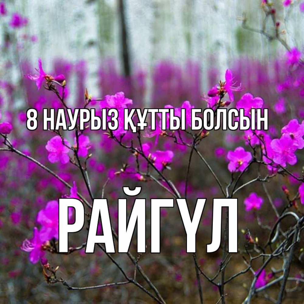 Күн сайын ашық хат с именем, РАЙГҮЛ 8 наурыз құтты болсын дикие цветы Онлайн тегін жүктеп алу тілектері бар керемет карта 