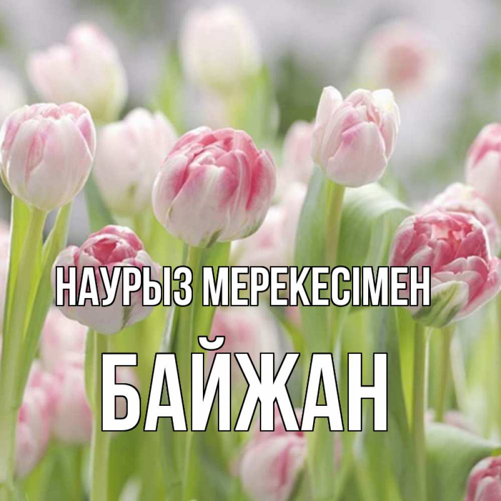 Күн сайын ашық хат с именем, Байжан Наурыз мерекесімен цветы Онлайн тегін жүктеп алу тілектері бар керемет карта 