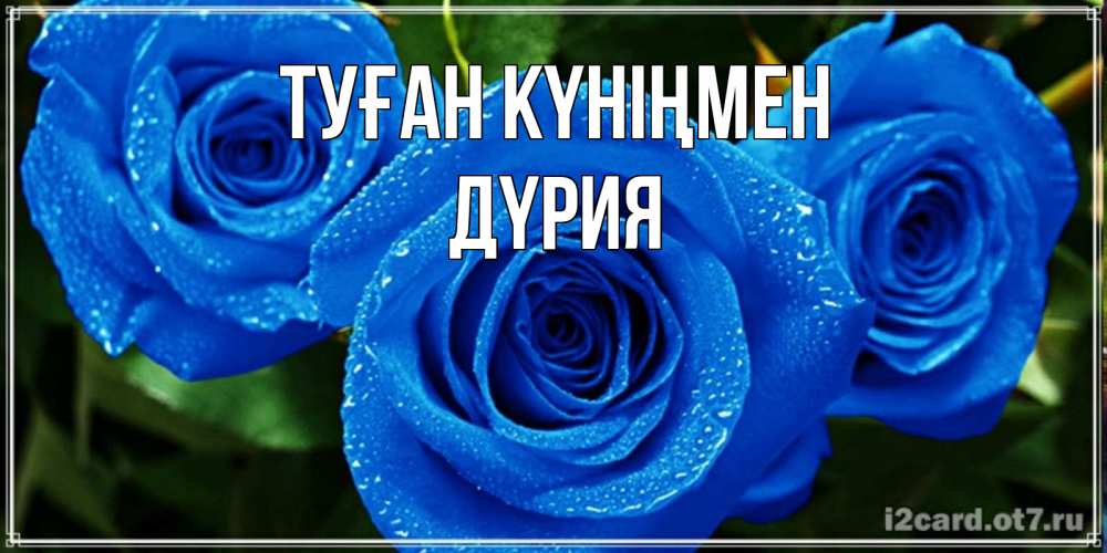 Күн сайын ашық хат с именем, ДҮРИЯ Туған күніңмен розы с синим цветом Онлайн тегін жүктеп алу тілектері бар керемет карта 