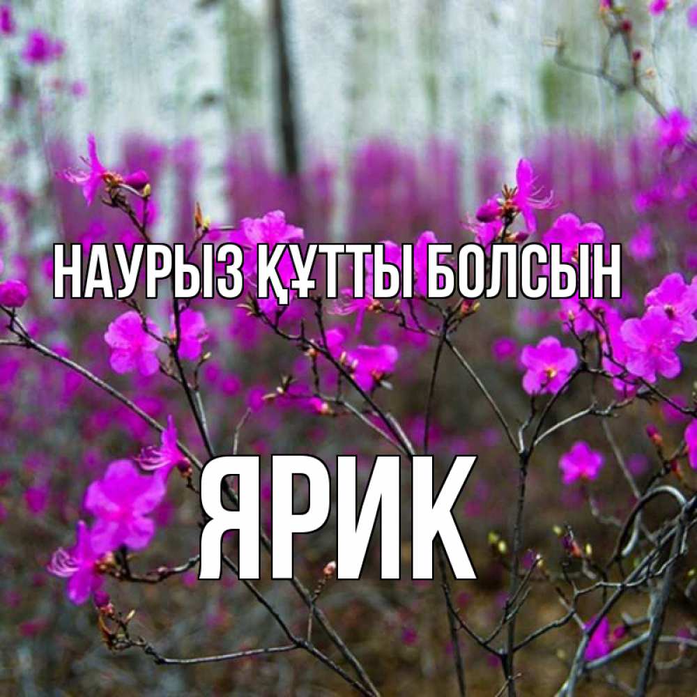 Күн сайын ашық хат с именем, Ярик Наурыз құтты болсын дикие цветы Онлайн тегін жүктеп алу тілектері бар керемет карта 