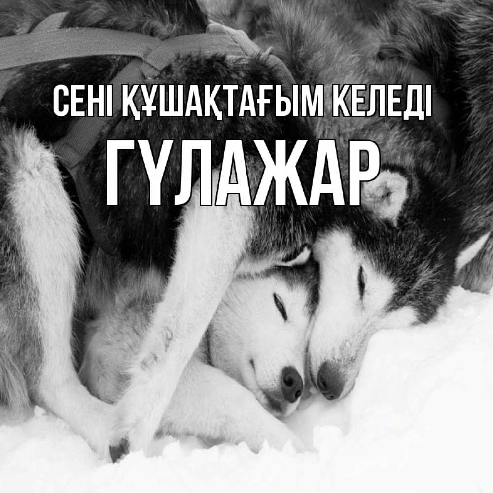 Күн сайын ашық хат с именем, ГҮЛАЖАР сені құшақтағым келеді собачки в упряжке Онлайн тегін жүктеп алу тілектері бар керемет карта 
