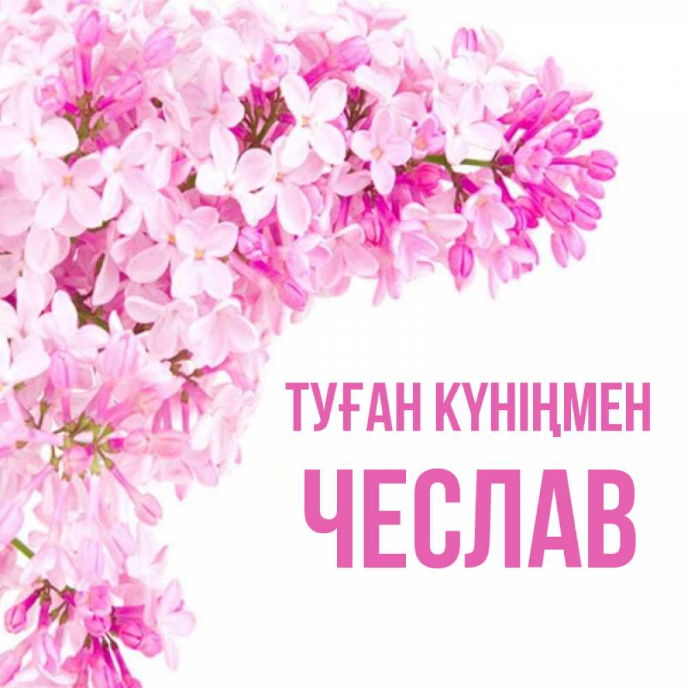 Күн сайын ашық хат с именем, Чеслав Туған күніңмен Сирень на белом фоне Онлайн тегін жүктеп алу тілектері бар керемет карта 
