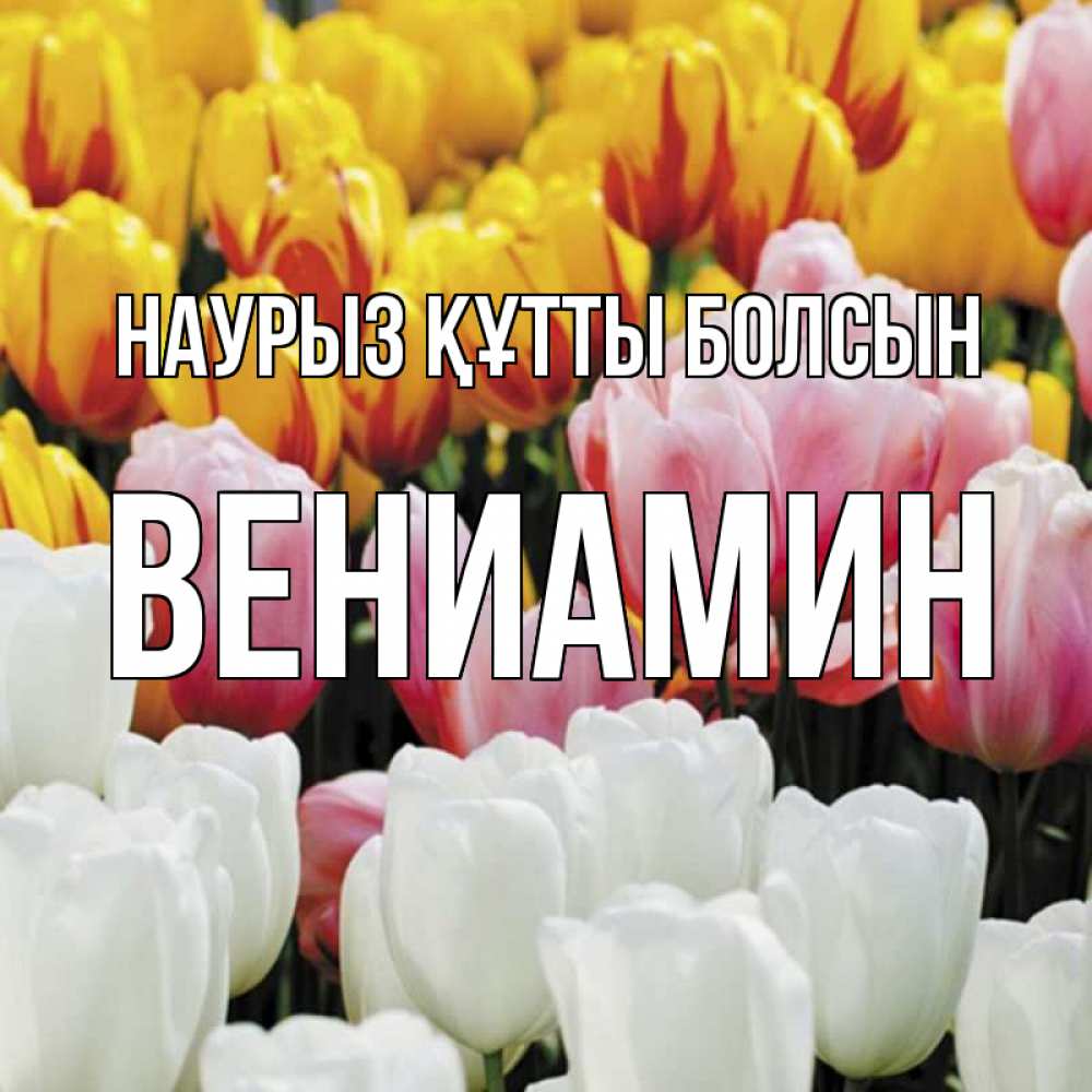 Күн сайын ашық хат с именем, Вениамин Наурыз құтты болсын разноцветные цветы Онлайн тегін жүктеп алу тілектері бар керемет карта 