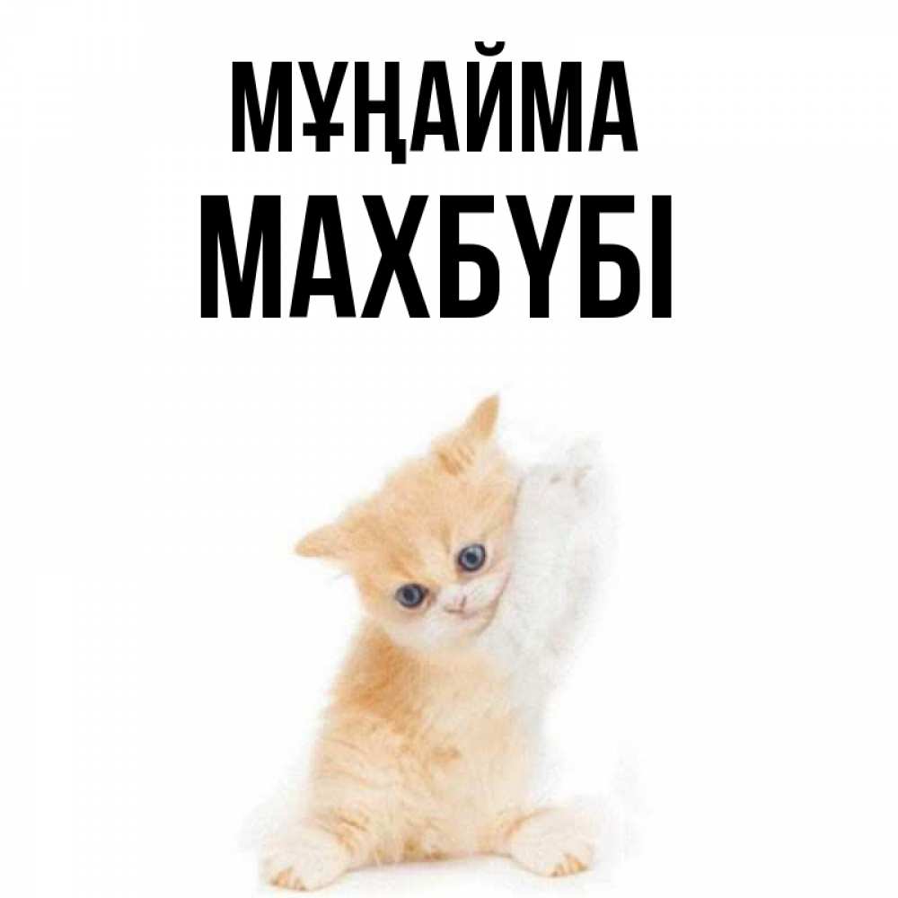Күн сайын ашық хат с именем, МАХБҮБІ Мұңайма просящий кот Онлайн тегін жүктеп алу тілектері бар керемет карта 