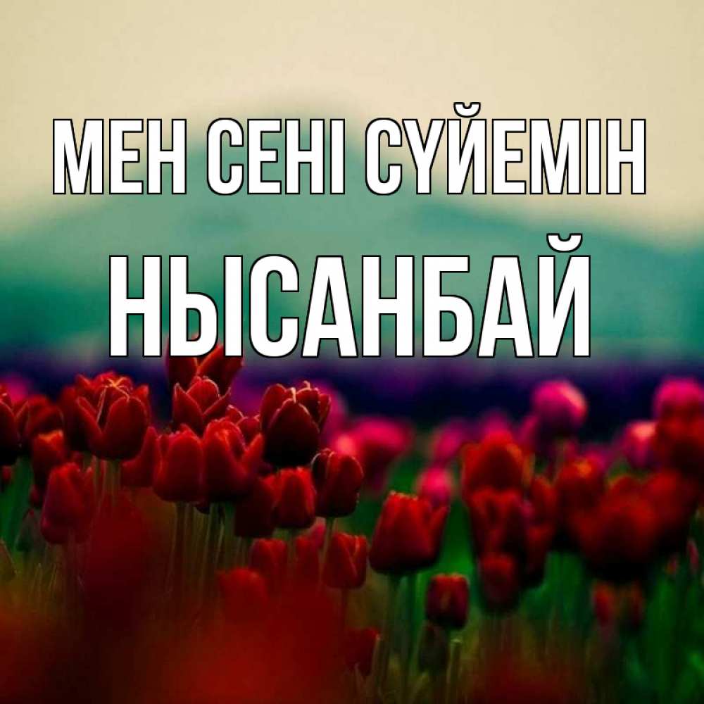Күн сайын ашық хат с именем, НЫСАНБАЙ Мен сені сүйемін тюльпаны 4 Онлайн тегін жүктеп алу тілектері бар керемет карта 