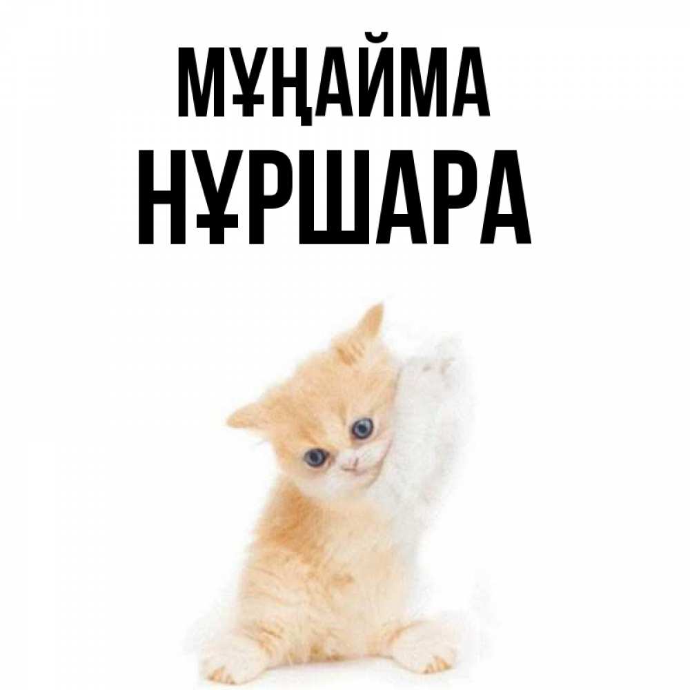 Күн сайын ашық хат с именем, НҰРШАРА Мұңайма просящий кот Онлайн тегін жүктеп алу тілектері бар керемет карта 
