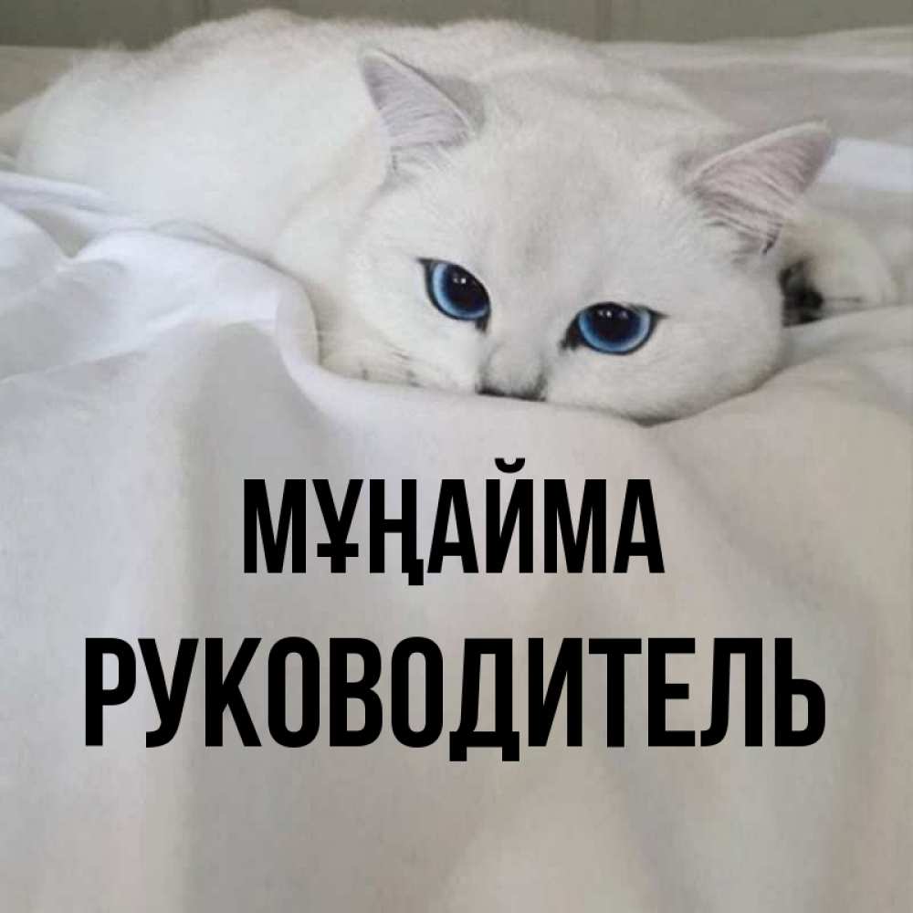 Күн сайын ашық хат с именем, Руководитель Мұңайма Голубоглазая кошка Онлайн тегін жүктеп алу тілектері бар керемет карта 