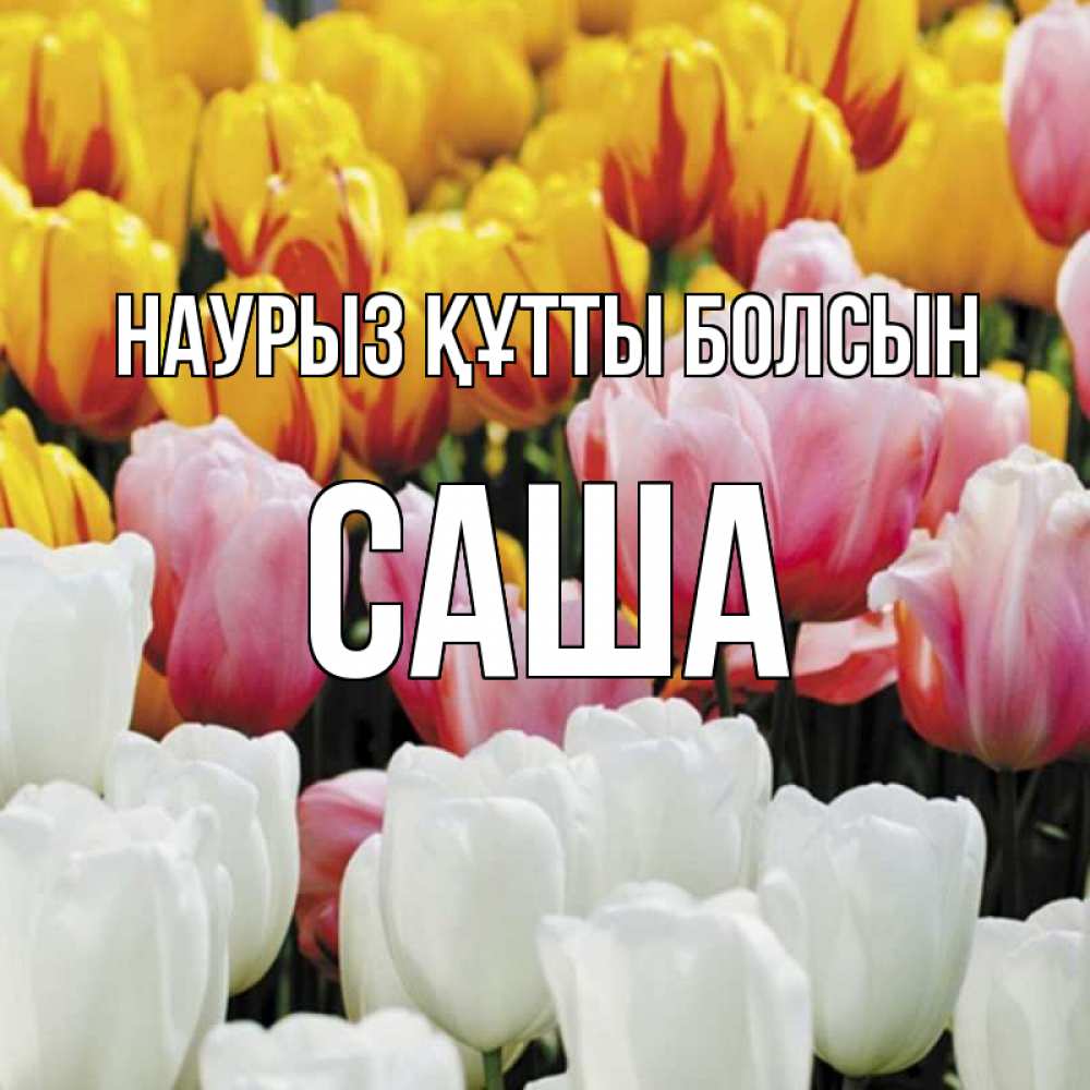 Күн сайын ашық хат с именем, Саша Наурыз құтты болсын разноцветные цветы Онлайн тегін жүктеп алу тілектері бар керемет карта 