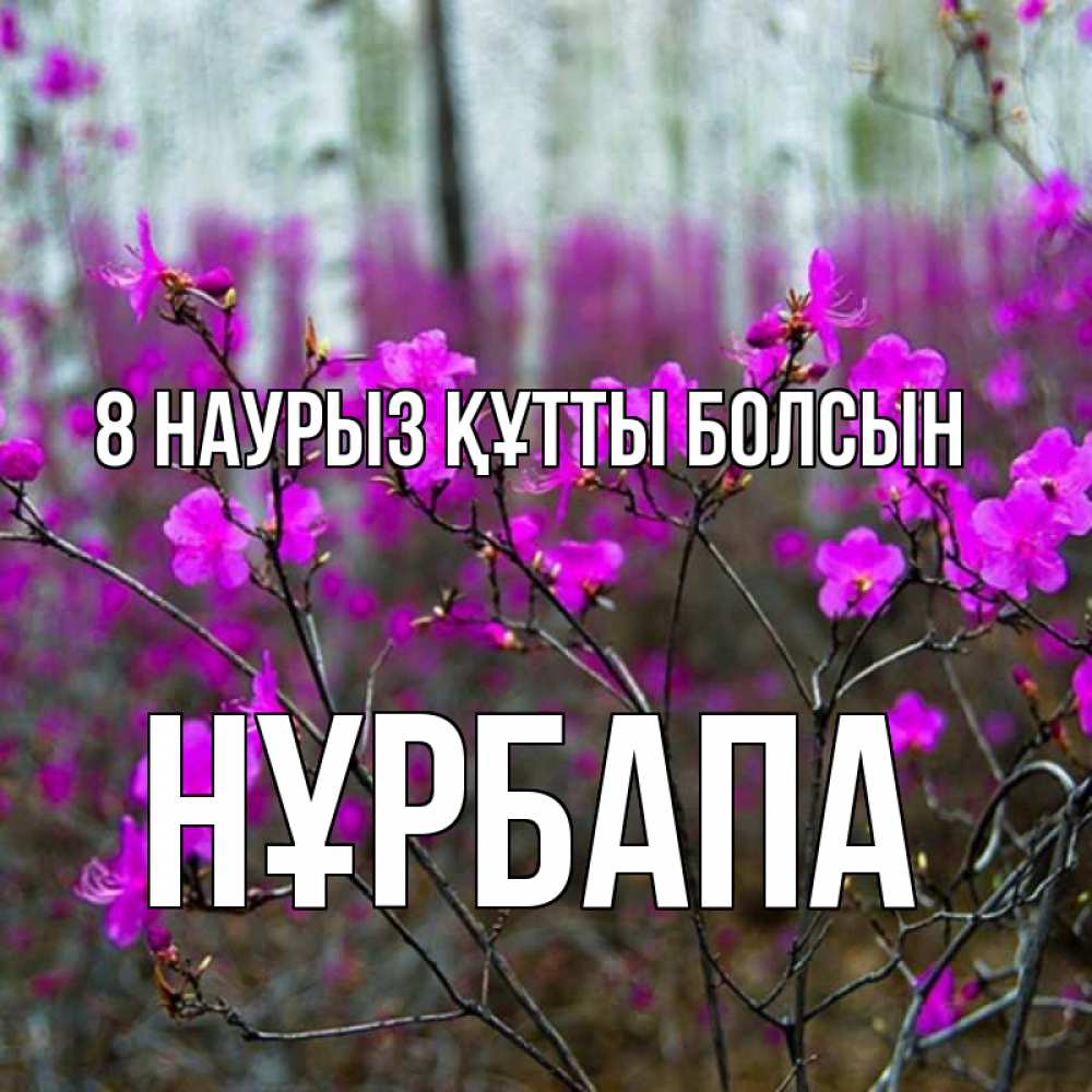 Күн сайын ашық хат с именем, НҰРБАПА 8 наурыз құтты болсын дикие цветы Онлайн тегін жүктеп алу тілектері бар керемет карта 