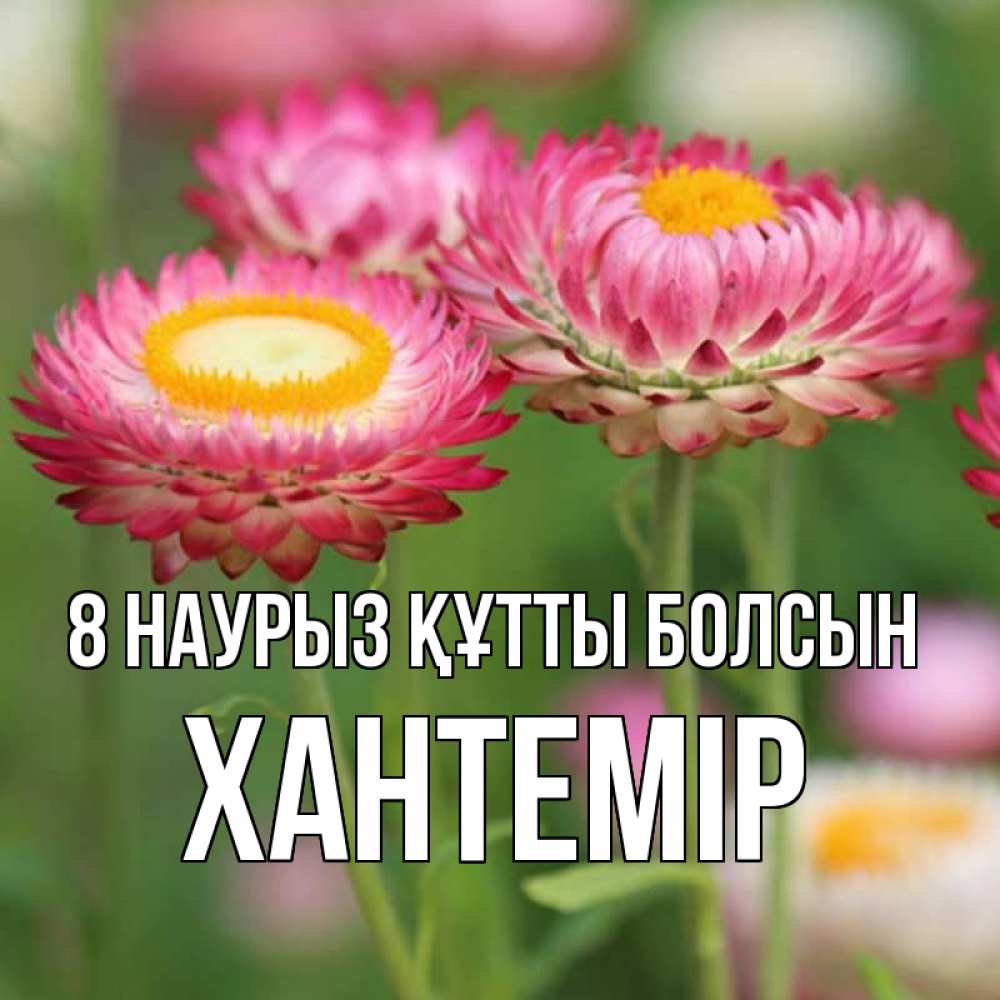 Күн сайын ашық хат с именем, ХАНТЕМІР 8 наурыз құтты болсын подарок на международный женский день Онлайн тегін жүктеп алу тілектері бар керемет карта 