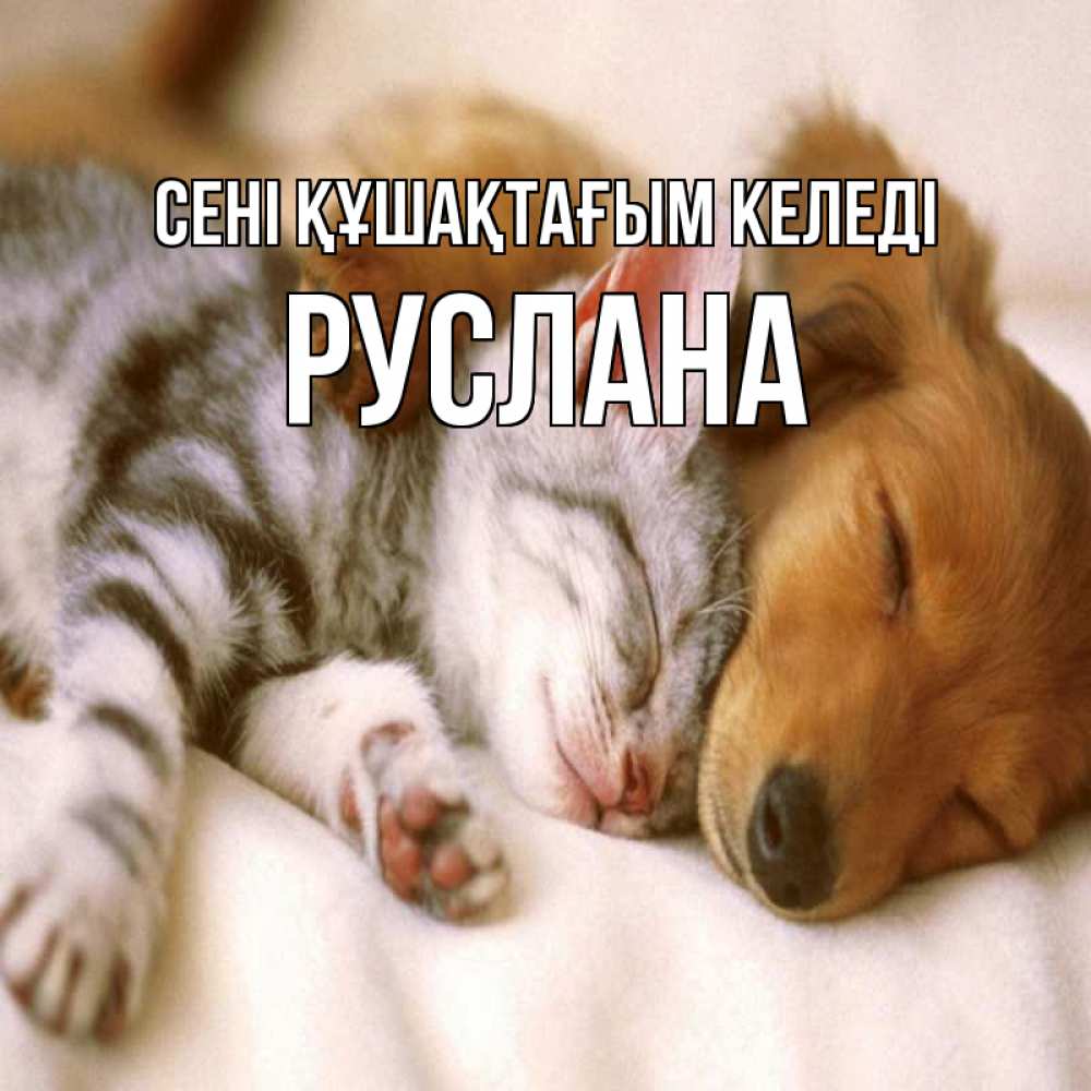 Күн сайын ашық хат с именем, РУСЛАНА сені құшақтағым келеді пес и котенок Онлайн тегін жүктеп алу тілектері бар керемет карта 